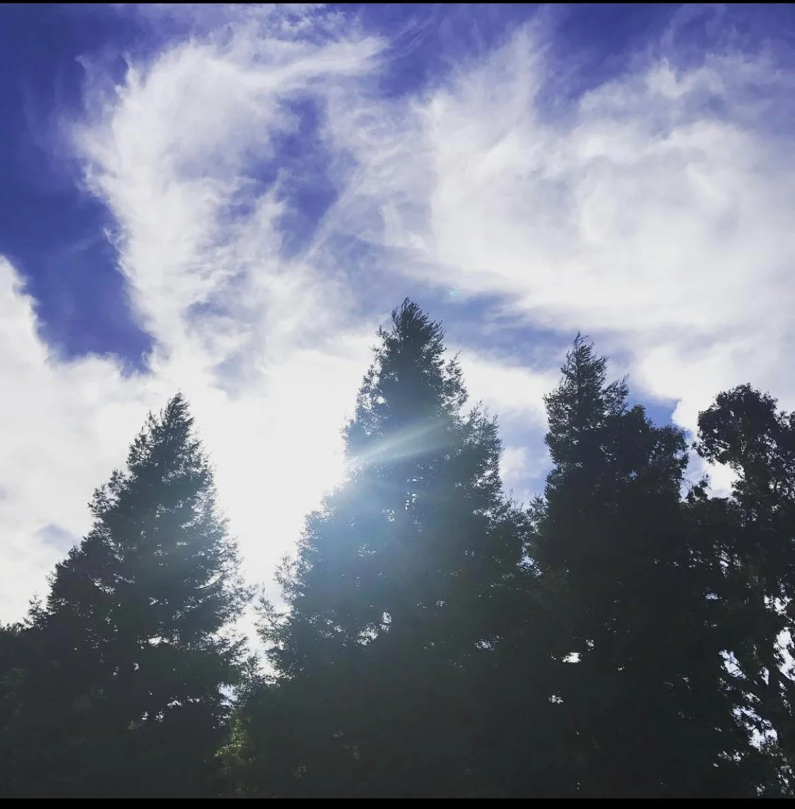 Peaceful forest and sky